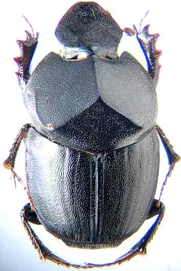 http://www.gorodinski.ru/copr/Onthophag.  cernyi.jpg